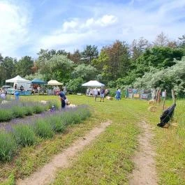 Pátyi Levendulás Kert Páty - Egyéb
