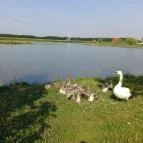 Silver Major Kaba - Környék