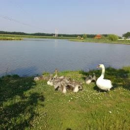 Silver Major Kaba - Környék