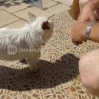 Silver Major Kaba - Egyéb