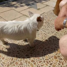 Silver Major Kaba - Egyéb