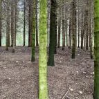 Agostyáni Arborétum Agostyán - Egyéb