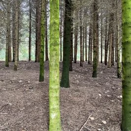 Agostyáni Arborétum Agostyán - Egyéb