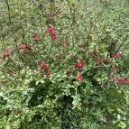 Agostyáni Arborétum Agostyán - Egyéb