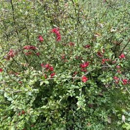 Agostyáni Arborétum Agostyán - Egyéb