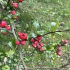 Agostyáni Arborétum Agostyán - Egyéb