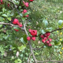 Agostyáni Arborétum Agostyán - Egyéb