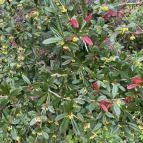 Agostyáni Arborétum Agostyán - Egyéb