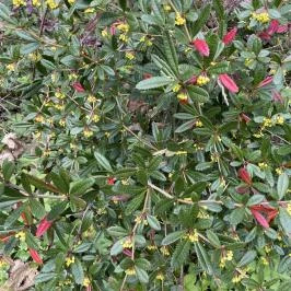 Agostyáni Arborétum Agostyán - Egyéb