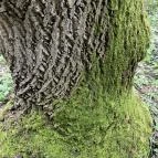 Agostyáni Arborétum Agostyán - Egyéb