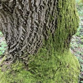 Agostyáni Arborétum Agostyán - Egyéb