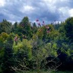 Agostyáni Arborétum Agostyán - Egyéb