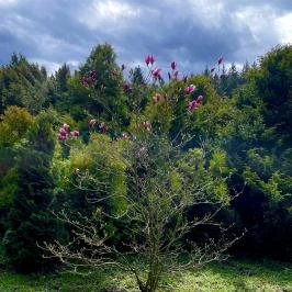 Agostyáni Arborétum Agostyán - Egyéb