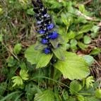 Agostyáni Arborétum Agostyán - Egyéb