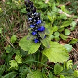 Agostyáni Arborétum Agostyán - Egyéb