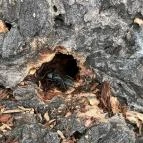 Agostyáni Arborétum Agostyán - Egyéb