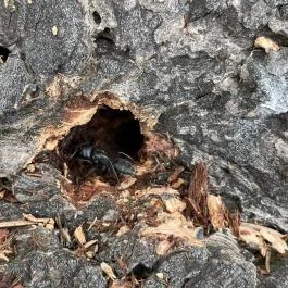 Agostyáni Arborétum Agostyán - Egyéb