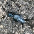 Agostyáni Arborétum Agostyán - Egyéb