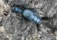 Agostyáni Arborétum Agostyán