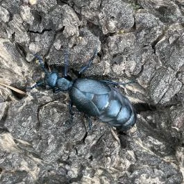 Agostyáni Arborétum Agostyán - Egyéb