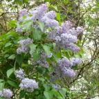 Angolkert Tata - Egyéb