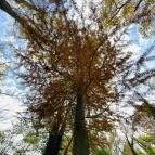 Barangoló - Kastélypark tanösvény Martonvásár - Külső kép