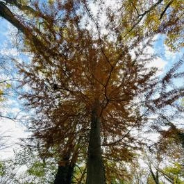 Barangoló - Kastélypark tanösvény Martonvásár - Külső kép