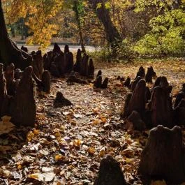 Barangoló - Kastélypark tanösvény Martonvásár - Külső kép