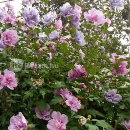 Bory-vár, Székesfehérvár - 