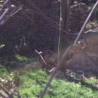 Budakeszi Vadaspark Budakeszi - 