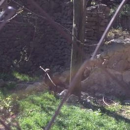 Budakeszi Vadaspark Budakeszi - Egyéb