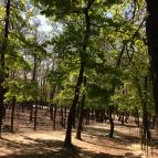 Budakeszi Vadaspark Budakeszi - 