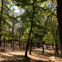 Budakeszi Vadaspark Budakeszi - Egyéb