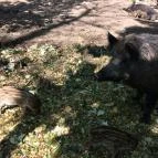 Budakeszi Vadaspark Budakeszi - 