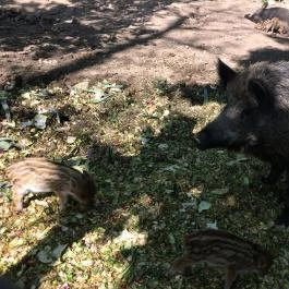 Budakeszi Vadaspark Budakeszi - Egyéb