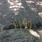 Budakeszi Vadaspark Budakeszi - 