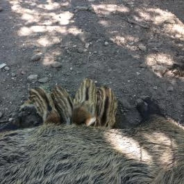 Budakeszi Vadaspark Budakeszi - Egyéb