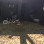 Budakeszi Vadaspark Budakeszi - 