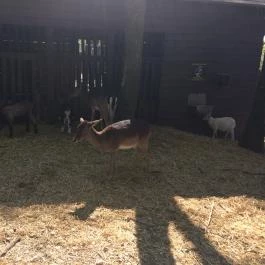 Budakeszi Vadaspark Budakeszi - Egyéb