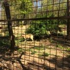 Budakeszi Vadaspark Budakeszi - 