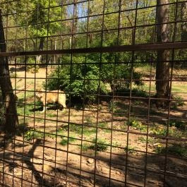 Budakeszi Vadaspark Budakeszi - Egyéb