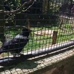 Budakeszi Vadaspark Budakeszi - 