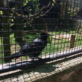 Budakeszi Vadaspark Budakeszi - Egyéb