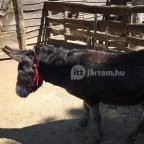 Budakeszi Vadaspark Budakeszi - 