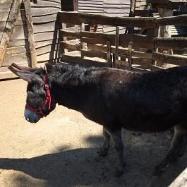 Budakeszi Vadaspark Budakeszi - Egyéb