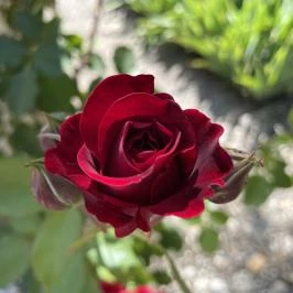 Festetics-kastély, Dég - Egyéb