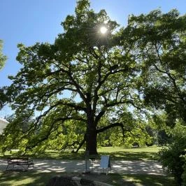 Festetics-kastély, Dég - Egyéb