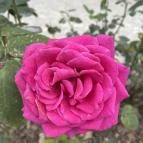 Festetics-kastély Keszthely - Egyéb