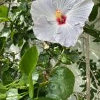 Festetics-kastély Keszthely - Egyéb