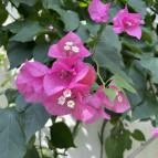 Festetics-kastély Keszthely - Egyéb